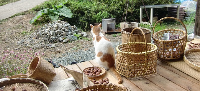 gathering chestnuts farm