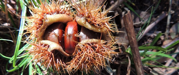 gathering chestnuts