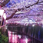 meguro river