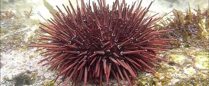 aka uni (P. depressus or red sea urchin)