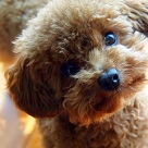 toy poodle