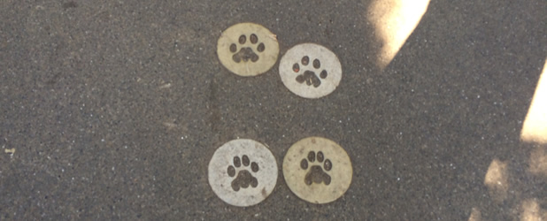 road of ueno zoo