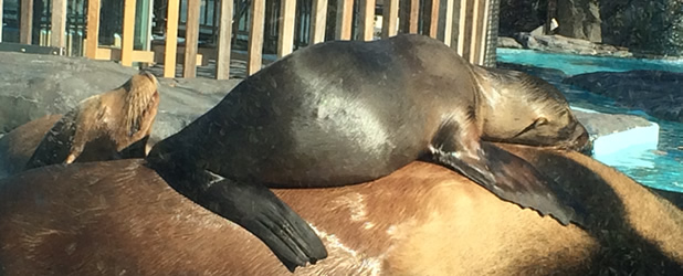 Ueno zoo