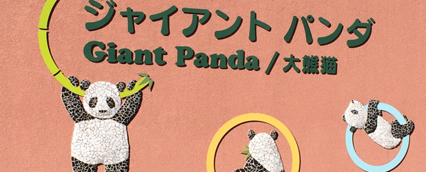 Ueno giant panda