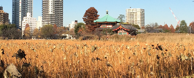 ueno park in autum